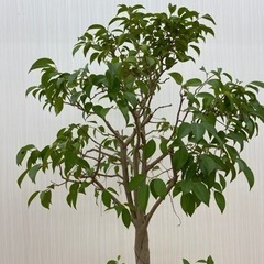 フィカスベンジャミン ♻️リユース観葉植物