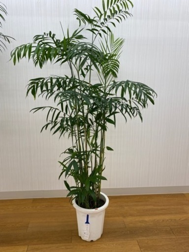 セフリジヤシ　♻️リユース観葉植物