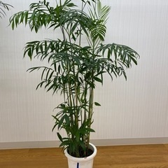 セフリジヤシ　♻️リユース観葉植物