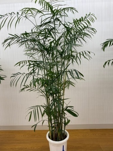 セフリジヤシ②　♻️リユース観葉植物