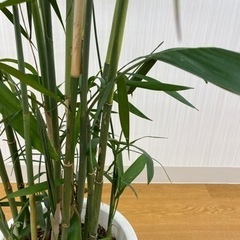 セフリジヤシ② ♻️リユース観葉植物 - 家具