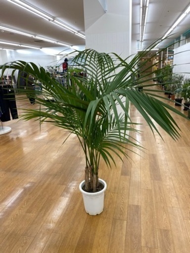 ケンチャヤシ　♻️リユース観葉植物