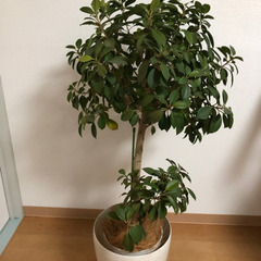 【無料】観葉植物