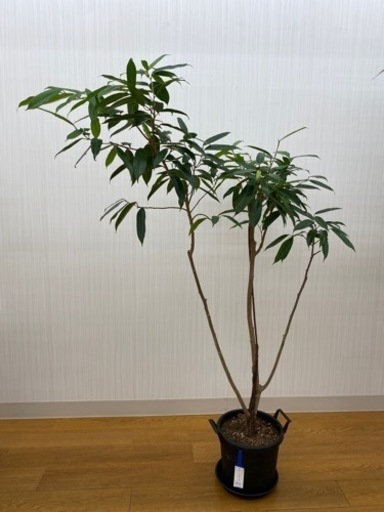 ショウナンゴム　♻️リユース観葉植物