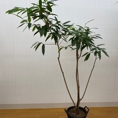 ショウナンゴム ♻️リユース観葉植物