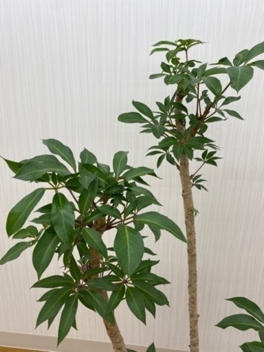 ツピタンサス　♻️リユース観葉植物