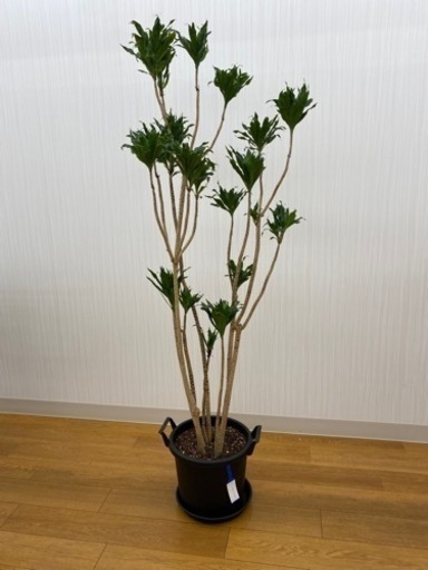 ドラセナコンパクタ ♻️リユース観葉植物