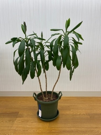 ドラセナグローカル　♻️リユース観葉植物
