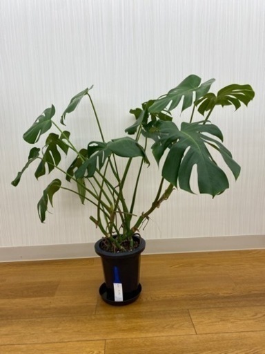 モンステラ　♻️リユース観葉植物