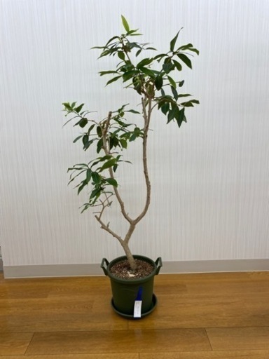 アマゾンオリーブ　♻️リユース観葉植物