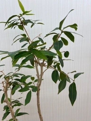 アマゾンオリーブ　♻️リユース観葉植物