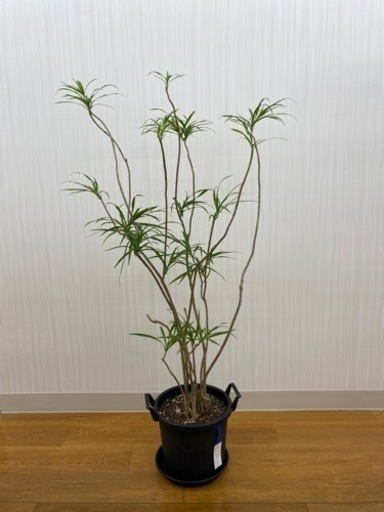 ドラセナ プレオメレメレリフレクサ　♻️リユース観葉植物