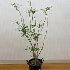 ドラセナ プレオメレメレリフレクサ　♻️リユース観葉植物