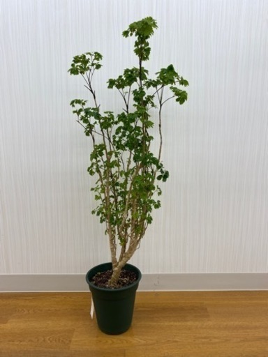 ポリシャスバタフライ　♻️リユース観葉植物