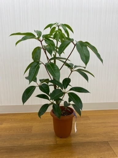 ツピタンサス②   ♻️リユース観葉植物