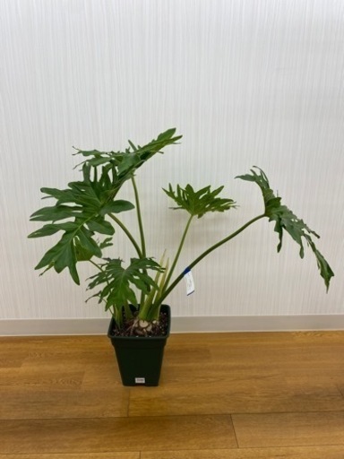 フィロデンドロン セローム　♻️リユース観葉植物