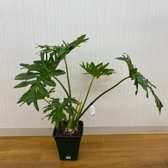 フィロデンドロン セローム　♻️リユース観葉植物