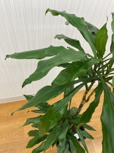 ドラセナ　ワーネッキー　♻️リユース観葉植物
