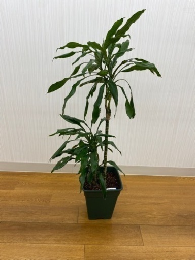 ドラセナ　ワーネッキー　♻️リユース観葉植物