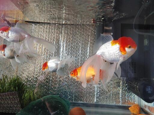 水槽に金魚 酸素用のろ過ポンプ二個セットして譲ります 猫 西明石の家具の中古あげます 譲ります ジモティーで不用品の処分