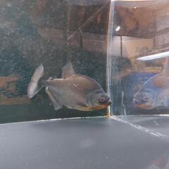 熱帯魚　ブラックピラニア　