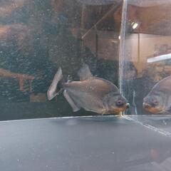 熱帯魚　ブラックピラニア　