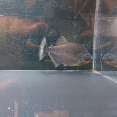 熱帯魚　ブラックピラニア　