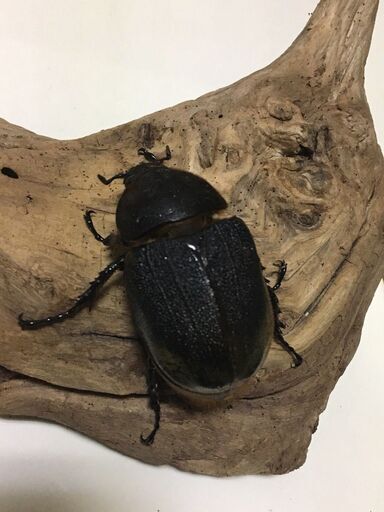 DHヘラクレス 0F血統系 ペア 同腹 ヘラクレスオオカブト