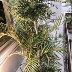 樹木 シマトネリコ 150cmサイズ