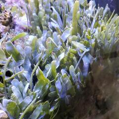 ヘライワヅタ　海藻　