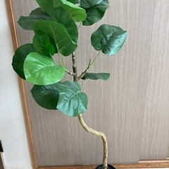 ニトリ ウンベラータ(120cm) 観葉植物