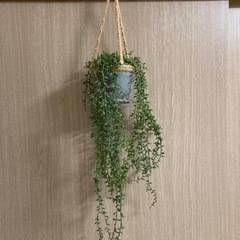ニトリ グリーンネックレス セラミックポットハンギング 観葉植物
