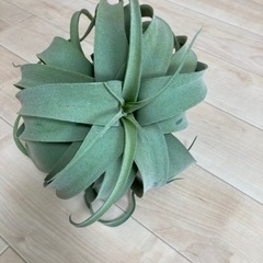 ニトリ エアープランツ 観葉植物