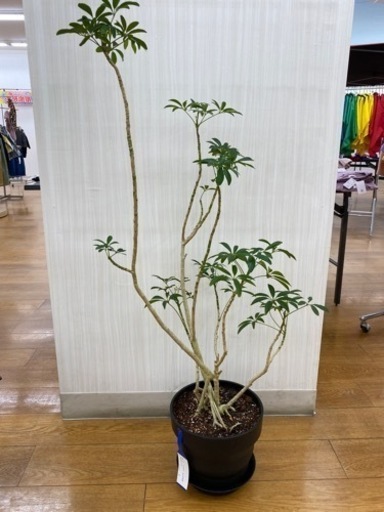 シェフレラコンパクタ② ♻️リユース観葉植物