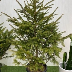 ドイツトウヒ リユース観葉植物 Zero Wast せんげん台の家具の中古あげます 譲ります ジモティーで不用品の処分