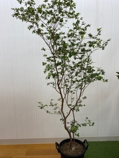 ジャボチカバ　♻️リユース観葉植物