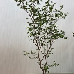 ジャボチカバ　♻️リユース観葉植物