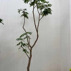 エバーフレッシュ ♻️リユース観葉植物