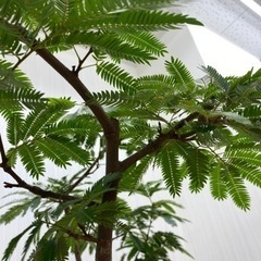 エバーフレッシュ ♻️リユース観葉植物
