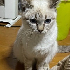 生後半年 子猫 ❁女の子❁ − 千葉県