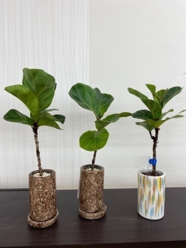フィカスバンビーノmini リユース観葉植物 Zero Wast せんげん台の家具の中古あげます 譲ります ジモティーで不用品の処分 フィカスバンビーノmini リユース観葉植物 Zero Wast せんげん台の家具の中古あげます 譲ります ジモティーで不用品の処分
