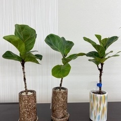 【ネット決済】フィカスバンビーノ　mini  ♻️リユース観葉植物