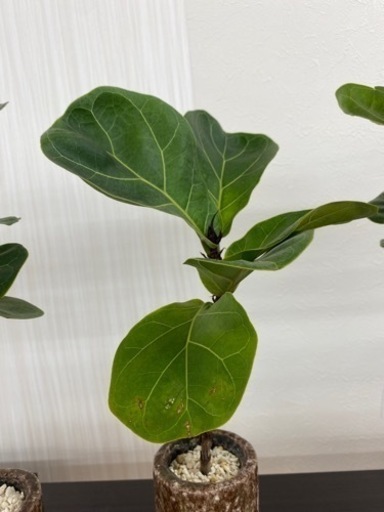 フィカスバンビーノmini リユース観葉植物 Zero Wast せんげん台の家具の中古あげます 譲ります ジモティーで不用品の処分 フィカスバンビーノmini リユース観葉植物 Zero Wast せんげん台の家具の中古あげます 譲ります ジモティーで不用品の処分