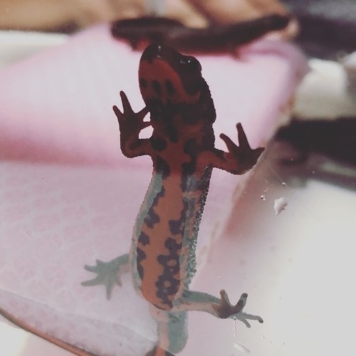 アカハライモリ 第二弾 Laidback 豊四季のその他の中古あげます 譲ります ジモティーで不用品の処分