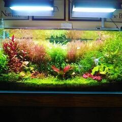 現金可】流木付き!ADA120×50×50 ソーラーRGB×2 水槽台 エーハイム