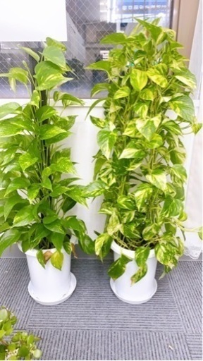 植物3つ