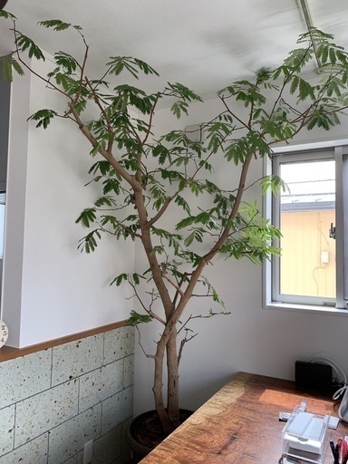 観葉植物 エバーフレッシュ 高さ約2m