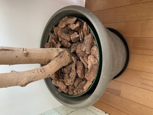 商談中】エバーフレッシュ 超大型 観葉植物 室内