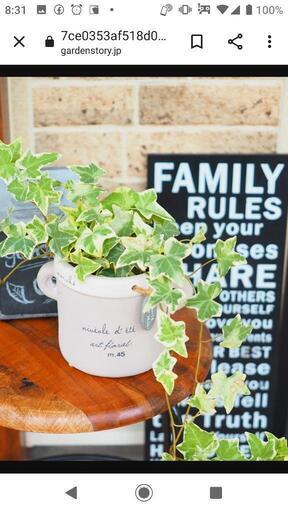 アイビー ヘデラ 店舗用 目隠し用 水耕栽培 ハイドロカルチャー 発送可 Supura 伊予富田のその他の中古あげます 譲ります ジモティーで不用品の処分 アイビー ヘデラ 店舗用 目隠し用 水耕栽培 ハイドロカルチャー 発送可 Supura 伊予富田のその他の中古あげます 譲ります ジモティーで不用品の処分