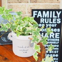 新芽のアイビー ヘデラ 店舗用 目隠し用フェンス用 水耕栽培 ハイドロカルチャー 発送可 Supura 伊予富田のその他の中古あげます 譲ります ジモティーで不用品の処分